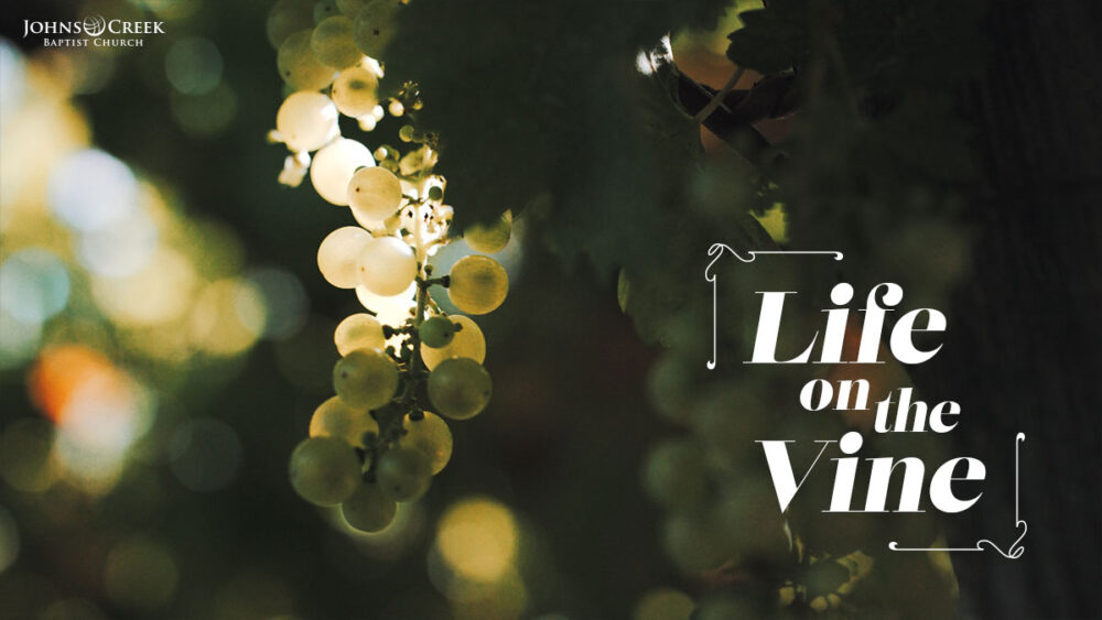 Life on the Vine